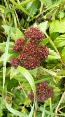 Hylotelephium telephium fabaria