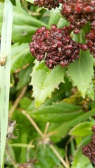 Hylotelephium telephium fabaria