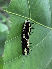 Papilio clytia