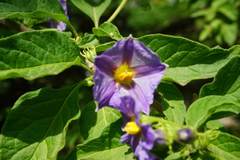 Lycianthes lycioides