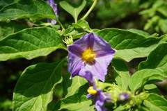 Lycianthes lycioides