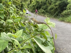 Calotes versicolor