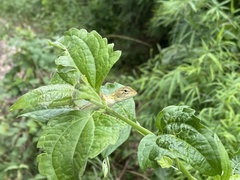 Calotes versicolor