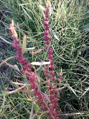 Rumex ucranicus