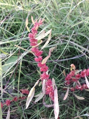 Rumex ucranicus