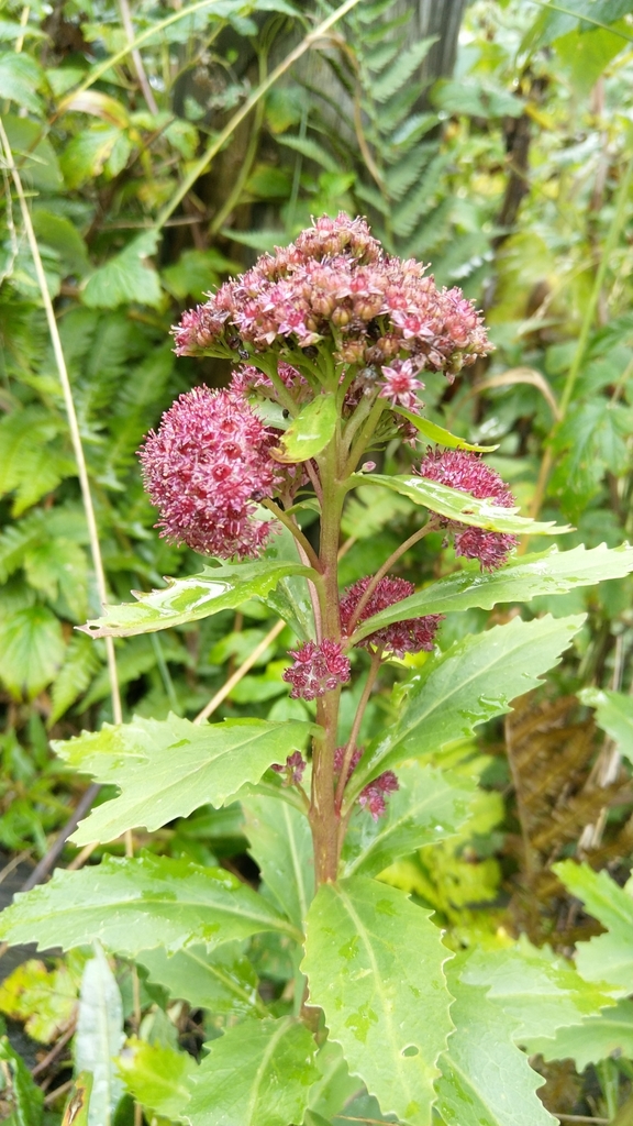 Orpine