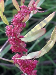 Rumex ucranicus