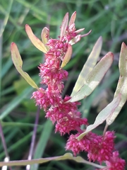 Rumex ucranicus