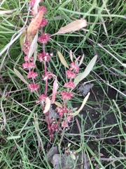 Rumex ucranicus
