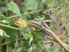 Calotes versicolor