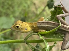Calotes versicolor