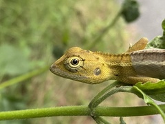 Calotes versicolor