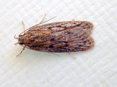 Acantholena siccella