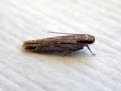 Ardozyga amblopis