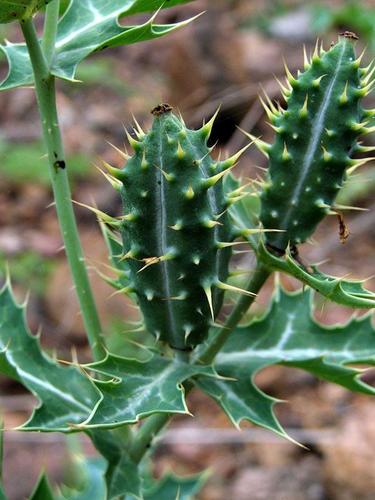 Mexican prickly poppy