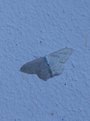 Scopula incanata