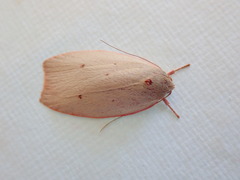 Euchaetis
