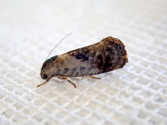 Eupselia carpocapsella