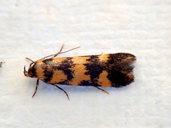 Cirromitra tetratherma