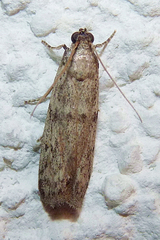 Cadra furcatella