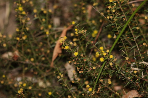 Image of Acacia amblygona by (c) Greg Tasney, some rights reserved (CC BY-SA)