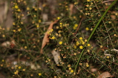 Acacia amblygona