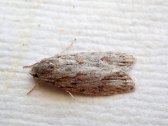 Phylomictis sarcinopa