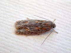 Phylomictis sarcinopa