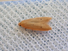Platoloncha psamathina