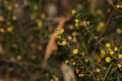 Acacia amblygona