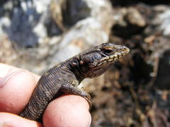 Pseudocordylus subviridis