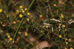 Acacia amblygona