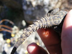 Pseudocordylus subviridis