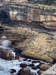 Arctocephalus pusillus