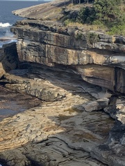 Arctocephalus pusillus