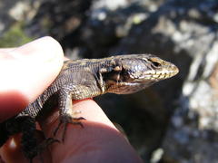 Pseudocordylus subviridis