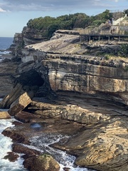 Arctocephalus pusillus