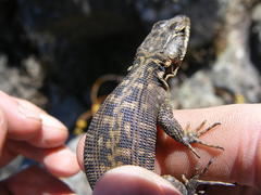 Pseudocordylus subviridis