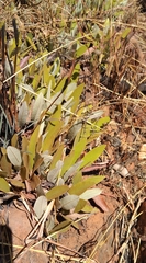 Parinari capensis capensis