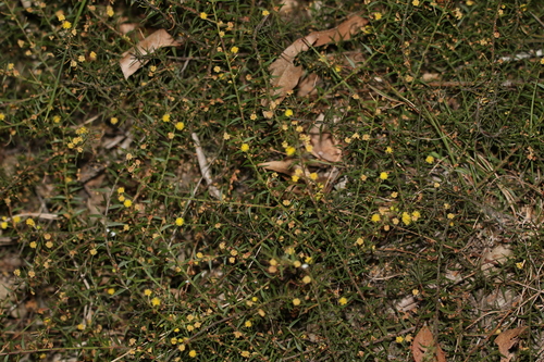Image of Acacia amblygona by (c) Greg Tasney, some rights reserved (CC BY-SA)