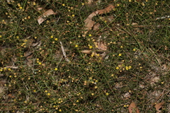 Acacia amblygona