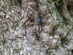 Platylophus trifoliatus