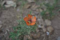 Sphaeralcea laciniata