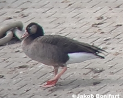 Anser anser × Branta canadensis