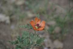 Sphaeralcea laciniata