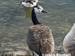 Anser anser × Branta canadensis