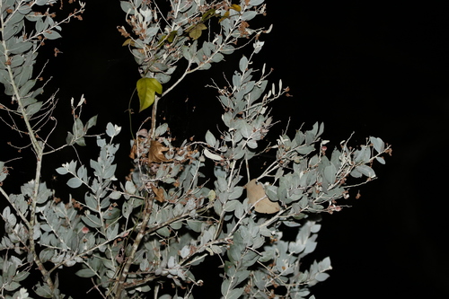 Acacia podalyriifolia