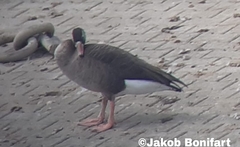 Anser anser × Branta canadensis