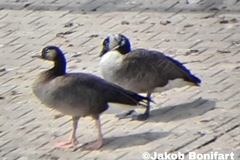 Anser anser × Branta canadensis
