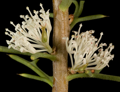 Hakea varia R.Br.
